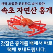 제철홍게 박달홍게 속초 자연산 배에서 직접 보내드립니다, 8~9마리(약 3kg), 활어(살아 있는 그대로 신선하게)