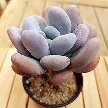 특미인다육이 방울미인 다육 식물1-35, 단품