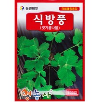 식방풍 씨앗 300립, 단품