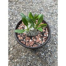 (단일상품 - 15번) 아프리카식물 코덱스 파키포디움 브레비카울 실생 Pachypodium brevicaule