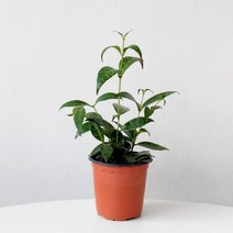 기타 바보사랑[마이플랜트]골드세피아 고드세피아 식물모종 소품 공기정화식물 관엽식물 식물키우기 마이플랜트