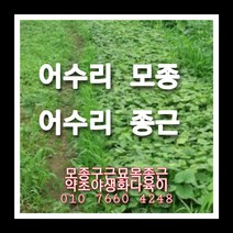 어수리종근 5주, 1개