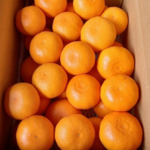 제주 천혜향 가정용 못난이 3kg 5kg 10kg 한라봉 레드향 선물 서귀포 농장, 3kg(대/11-14과)