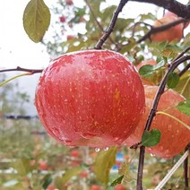 홍천사과 고랭지사과 프리미엄 부사사과 10kg 22/24내외, 상세페이지 참조, 상세페이지 참조