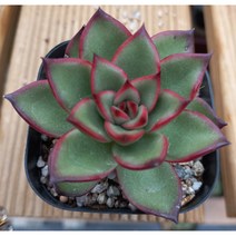 늘꽃다육 홍비. 분체배송.. 키우기쉬운국민다육 다육식물 다육 다육이 화분