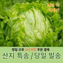 산지직송 양상추 6통 / 12통 / 8kg 식자재 당일 배송, 양상추 12통