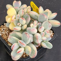 다육식물(방울복랑금) 212(51), 1개