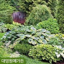 유럽 호스타 10종 무늬비비추 옥잠화 포트묘 다년생, 03. 크리스마스캔디