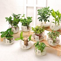 가꾸지오 공기정화식물 먼지제거 천연가습 수경식물 물방울글라스 수경재배, 물방울글라스-천냥금