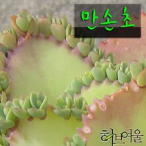 [허브여울불사조] 만손초(클론번식) 지름 9cm 소품 다육화분, 1개