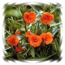 [꽃씨]낮달맞이, 오렌지 : 20립