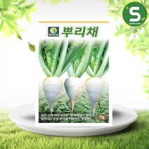 솔림텃밭몰 뿌리채씨앗 7g 뿌리채 뿌리갓 옛날맛 배추뿌리맛, 1개