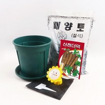 미미네가든 초보 더덕 키우기 6종 세트, 없음