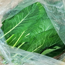 [산지직송/한정수량]국내산 친환경 유기농 케일 신선초 즙용 녹즙용 주스용 녹즙재료 1kg, 1개
