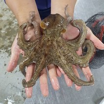통영 한입 미니멀 돌문어 생 생물 활 문어 1kg 산지직송, 문어 1kg (1~5미 내외)