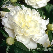 작약 숙근 입고 금강원예, 더치드느무르