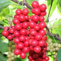 자연농원 오미자10주 묶음 묘목, 오미자 실생2년