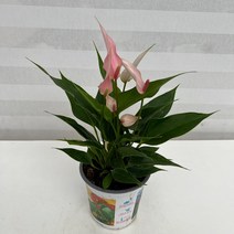 [다은꽃농원]안시리움(릴리) 안수리움 카라 키우기쉬운 실내공기정화식물 유해물질 제거 인테리어