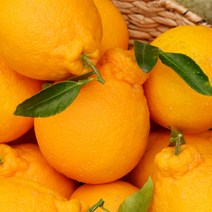 델푸릇 고당도 한라봉 선물세트 가정용, 1세트, 한라봉 5kg 가정용(15~30과)
