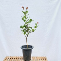 노랑 구아바 대형 나무 묘목 노란 열매 잎 공기정화 반려 식물 화분