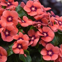 일일초 타투 모든컬러(종자 꽃씨앗 / 10립)Vinca Tattoo, 탄저린, 1개