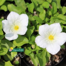 은배초 [4포트] (복남이네 야생화 모종 남도자리 비슷한 은잔화 화이트컵), 1개