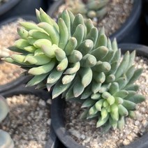 [올식스] 구슬얽기 계절금35 다육금 다육식물 다육이 키우기 공기정화식물 개업화분