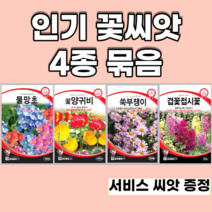 인기꽃씨앗 4종 묶음 양귀비 물망초 쑥부쟁이 겹접시꽃, 7set
