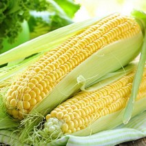 [산지모아]달콤아삭 제주 초당옥수수 특품 15cm이상 10개, 없음