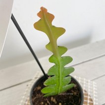 다육이키우는법 생선뼈선인장 습도올리기 실내공기정화식물 공기청정식물 다유기