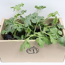 망고수박 모종 베란다 식물 과일 키우기 세트 주말농장 텃밭 1박스 40모종, 단품