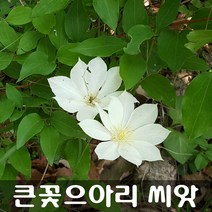 [해피플라워] 토종 으아리꽃 & 큰꽃으아리 씨앗 30립(옵션 선택) / 봄 파종 야생화 꽃씨, 큰꽃으아리 씨앗 30립