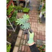 은엽아카시아 소품 야생화 수입식물 15~40cm 79