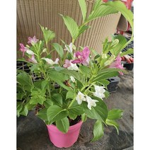 삼색뱅꽃 1주 (화분 포함), 1개