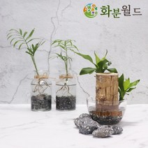 화분월드 국내산 맥반석, 맥반석(굴림)(특대)1kg