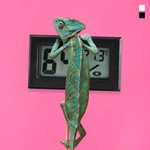 키밍 심플 디지털 온습도계 정밀 온도계 반려동물 165979EA, 블랙, 본상품선택