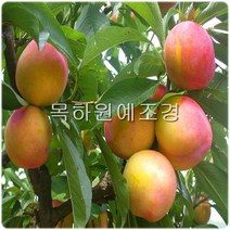 목하원예조경 자두나무 자두묘목 (추휘) 접목1년특묘, 1개