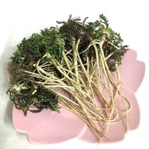 성주농원 직접재배 산지직송 국내산 햇 냉이 1kg(실중량), 1box, 1kg