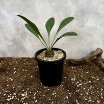 [광합성] 철갑환 선인장 소, 1개