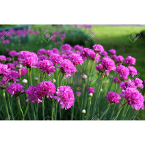 아르메리아-핑크(너도부추) 10cm화분묘 (묘종 4개) 노지월동 다년초 추위에강한식물 [케이야생화]