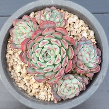 꽃다리 화이트미니마 40 다육식물 다육이 아이만배송