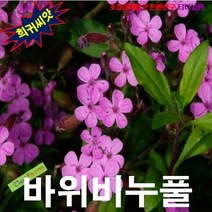 (꽃잔디 대체 씨앗) 바위비누풀 핑크 20립, 상세페이지 참조
