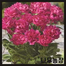 (나무농장) 왜성 향수작약(런던) 포트, 1개