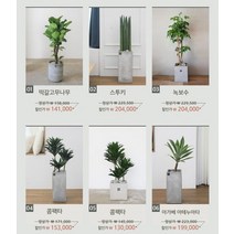 거실화분 인테리어화분 개업화분 공기정화식물 뱅갈고무나무 스투키 금전수, 상세설명 참조, 31.곰돌이선인장