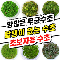 [수초스토어] 무균 컵 조직배양 수초모음전 / 구피 새우 어항 검역 쉬운 키우기 예쁜 은신처 전경 중경 후경 초보 자연 풍성한 흑사 무이탄 치어 베타 열대어, 15. 로탈라 홍콩