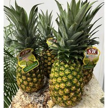<서울전역/새벽배송> 특1등급 스위트 파인애플 2KG (1수) 12KG (5~7수) 독소제거 프리미엄 축하선물 백일상과일 이바지과일 예단과일, 파인애플(특1등급) 1개(2kg내외)” class=”wr-img”></a></div></div></div></div><div class=