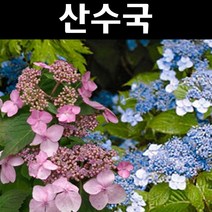 산수국 나무 묘목 키40cm 포트 3개/정원/공원/조경수
