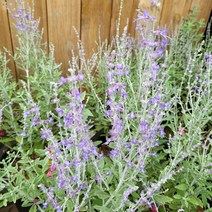 봄바람가든 러시안세이지 꼼꼼한포장 세이지 노지월동식물