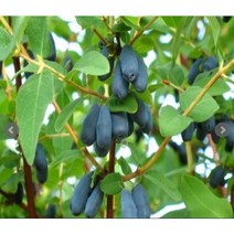 DR하니베리 5치포트, 1개