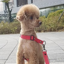 패피퍼피 강아지 시크릿 하네스 앞고리 이지워크 앞섬방지 H형 L형 소형견 중형견 국산제작 몸줄, 핑크,레드